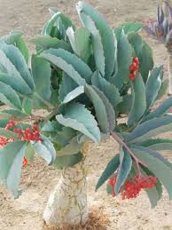 Image result for Cyphostemma barbosae