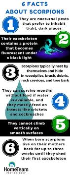 Hometeam pest defense is a relative newcomer to the pest control industry during this inspection a certified technician canvases the interior and exterior of your home, searching. 6 Facts About Scorpions And Tips To Prevent Them Hometeam Pest Defense Pests Pest Control Diy Pest Control