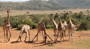 Een overvloed aan wildlife, prachtige landschappen, eindeloze stranden, een aantrekkelijk klimaat en een rijke cultuur. Zinderend Zuid Afrika Rondreizen En Op Vakantie In Zuid Afrika