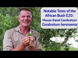 Image result for Combretum hereroense