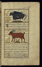 pin on manuscript aja ib al makhluqat