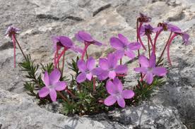 Image result for Viola abyssinica