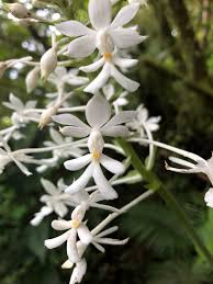Image result for Calanthe