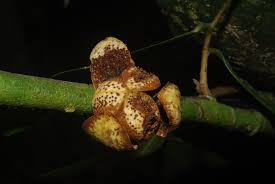 Image result for Uvariodendron