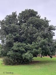 Image result for Sideroxylon inerme