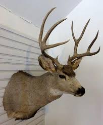 The semi sneak deer mount (600 series) is one of the most popular taxidermy forms out there. Auction Ohio Mule Deer Shoulder Mount