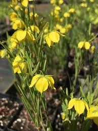 Image result for Lysimachia