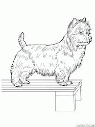 But since 1983 they have had their own group. Coloring Page Yorkshire Terrier