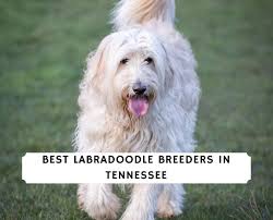 Here at johnson's labrador retrievers we breed only top quality labrador retrievers. Labradoodle Breeders In Tennessee Top 4 Breeders 2021 We Love Doodles