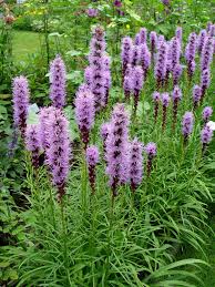 Perennials are a very diverse plant group. Looking For Some Good Tall Spiky Flowers Tall Perennial Flowers Perennials Flowers Perennials