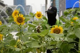 Selain keindahan yang ditawarkan, pengunjung juga bisa mengabadikan momen dengan berfoto latar belakang taman bunga matahari. B2jksp0bvbbdmm