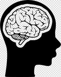 Midbrain Cognitive Training Human Head Human Brain Brain Transparent Background Png Clipart Brain Illustration Brain Drawing Cartoon Brain