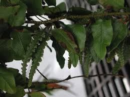 Image result for Davalliaceae