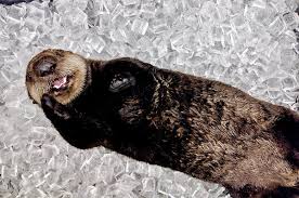 Happy Otter Pup Has This Ice Bed All To Himself The Daily Otter Otter Pup Happy Animals Otters