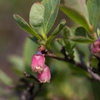 Image result for Vaccinium madagascariense