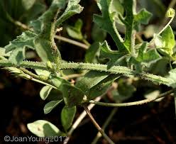 Image result for Cucumis prophetarum