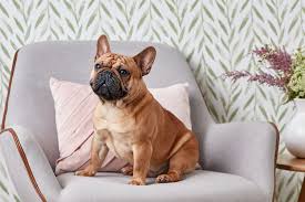 French Bulldog Full Profile History And Care