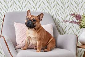 French bulldogs may fit your lifestyle if you are looking for traits such as the following: French Bulldog Full Profile History And Care