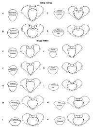 Presentation And Mechanisms Of Labor Glowm