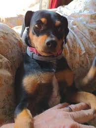 The excess can be cut off for smaller cats. Seresto Flea And Tick Prevention Collar For Large Dogs 8 Month Walmart Com Walmart Com