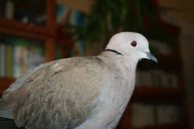 Que Donner A Manger Aux Oiseaux En Hiver Tourterelle Jules Vous Dit Tout