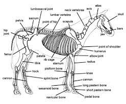 Hand bone anatomy anatomy bones horse anatomy animal anatomy equine massage therapy horse therapy horse bones skeleton anatomy classic equine. Horse Bones Everything You Need To Know To Get Started Swan Training