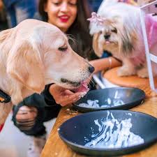 Top Dog Cafes In Mumbai Lbb Mumbai A cute cafe in the middle of a busy city is just the right place to go and spend some time.