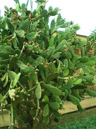Truth or consequences is fvh's first cpv of the season. Nopalea Cochenillifera Cochineal Nopal Cactus World Of Succulents Blooming Cactus Planting Succulents Succulents