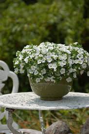 Image result for foto Million Bells