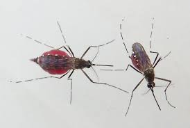 Jun 10, 2021 · according to the american mosquito control association (amca), the lifespan of these insects really varies by species, with the majority of mature female mosquitoes living just two to three weeks. When A Mosquito Can T Stop Drinking Blood The Result Isn T Pretty
