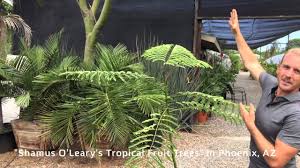 Image result for Schizolobium parahyba