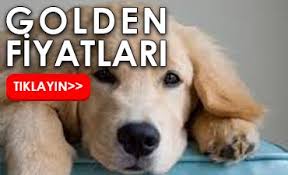 golden kopek fiyatlari kanka kopek