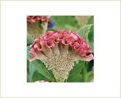 Celosia Bombay Looks Like Coral Available In Pink Orange Red And Yellow Types Of Flowers Flowers Flower Drum
