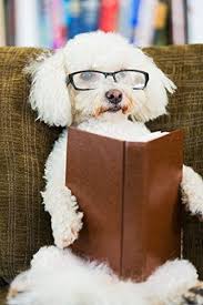 Cute Dog Reading Book Funny Animal Art Poster 11 X 17 Postteam Http Www Amazon Com Dp B012bv9bua Ref Cm Sw R Pi Dp Hud3vb1s2 Cute Dogs Animal Books Animals