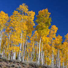 Aspen tree service is a full service tree pruning and removals, plant health care, vegetation manage. Aspen Populus Tremuloides Lam Tree Service