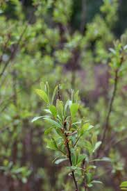 Image result for Myricaceae