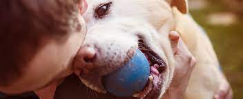 Overview of different breeds of dogs. About Ibpsa