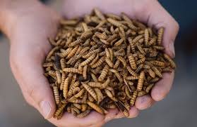 No, it is very unlikely that you will find flea larvae in your bed. Black Soldier Fly Larvae In Pet Food Also Help People Petfoodindustry Com