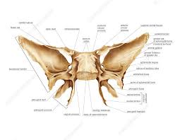 Image result for Sphenoid Bone