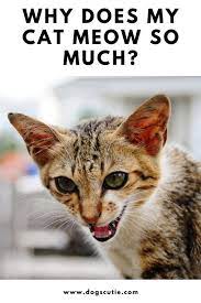 Why Does My Cat Meow So Much In 2021 Cats Cat Facts Cute Baby Cats