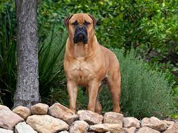 Bullmastiff Full Profile History And Care