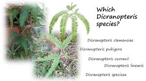 Image result for Gleicheniaceae