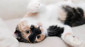 Image result for adorable cat