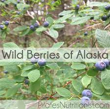 Raspberries grow on woody, prickly shrubs. Wild Berries Of Alaska Lily Nichols Rdn