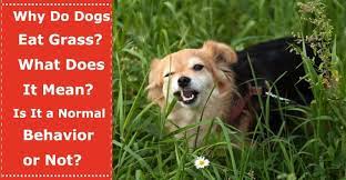 Why Do Dogs Eat Grass What Does It Mean When A Dog Eats Grass And Is It A Normal Behavior Or Not Dogs Eating Grass Dog Eating Dogs Pooping
