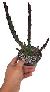 Image result for Orbea knobelii
