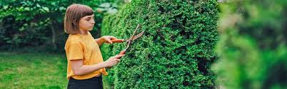 Ein guter termin für den hauptschnitt liegt im frühjahr, wenn die hecke noch keine neuen triebe ausgebildet hat. Hecke Schneiden Wie Wann Wie Oft Vivanno