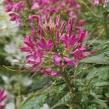 Image result for Cleome stricta
