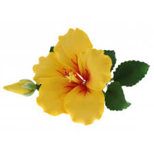 Maybe you would like to learn more about one of these? Sugar And Gumpaste Flowers Hibiscus Global Sugar Art