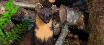 No booking fees · free cancellation · 24/7 customer service Jam And Eggs Lure Rare Pine Marten To National Trust Woodland National Trust